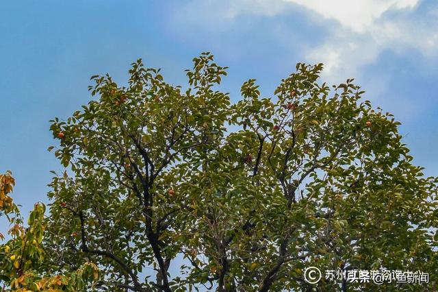 好多人在拍！苏州到底有谁在啊