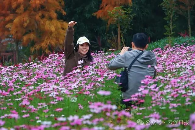 冬日浪漫邂逅！郁南大河湿地格桑花海绽放