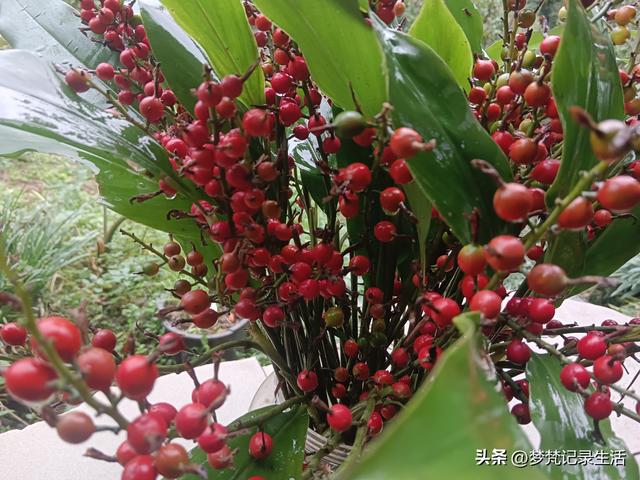 和老人相处是一个修炼的过程，阴天湿漉漉的我还是把茶树修剪完了