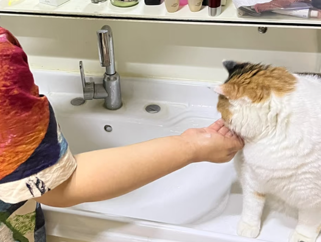 女儿吐槽妈妈太惯猫了，点开前：能惯成啥样，点开后：这不合适吧
