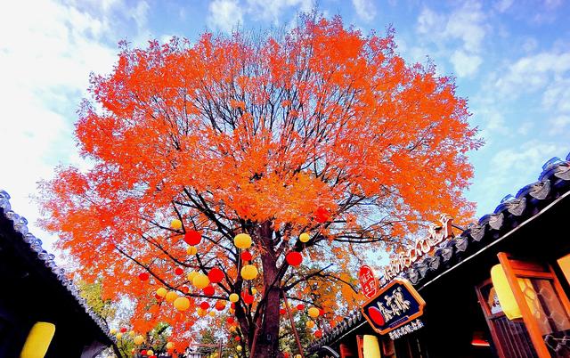 银杏铺金时，赴一场惠山古镇的秋约