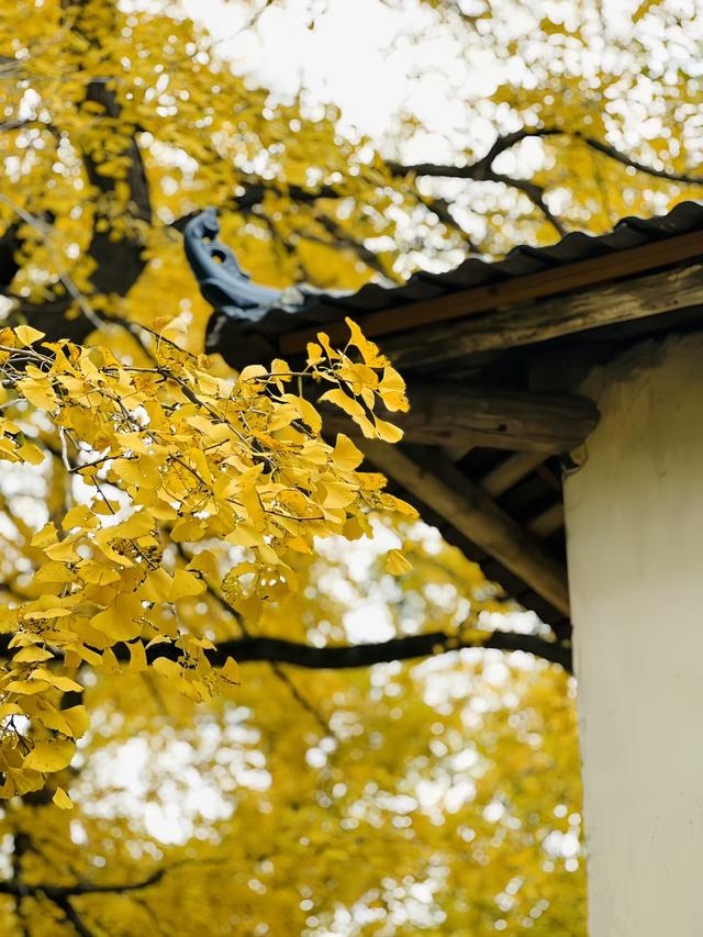 南雄坪田镇赏银杏，时间正好，银杏橙黄