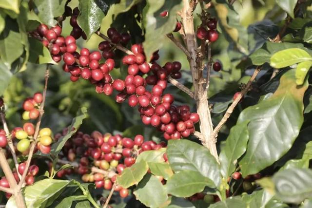 青春飞扬·有你必咖！等你到保山寻一抹咖香→