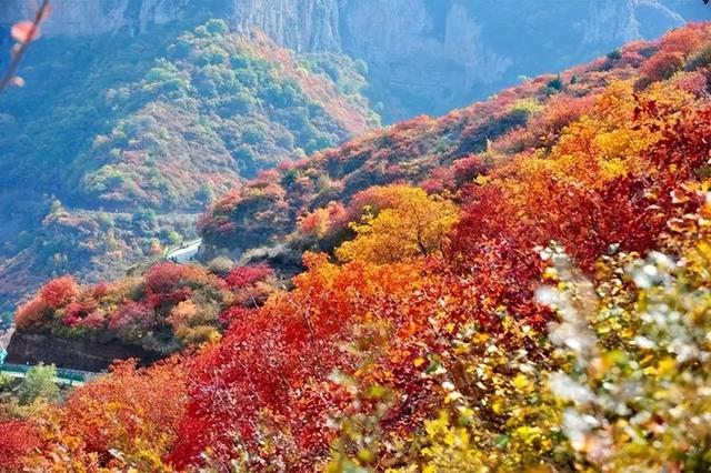 山西又“红”啦！金秋时节，这4处绝美赏叶地千万别错过！
