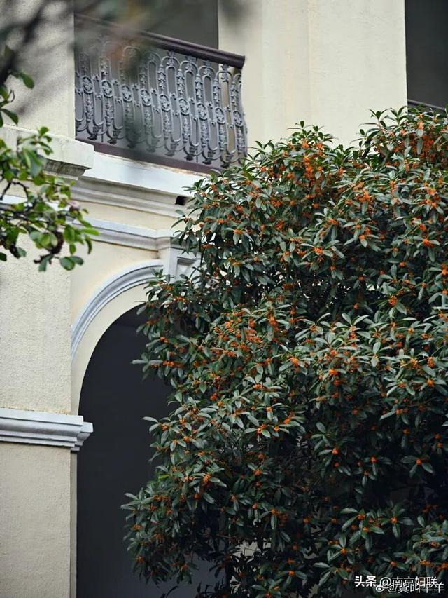 秋日南京，金色相逢