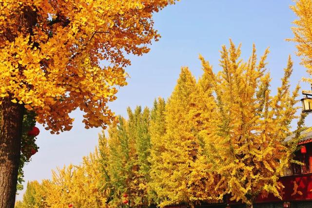 满城“金甲”醉秋风