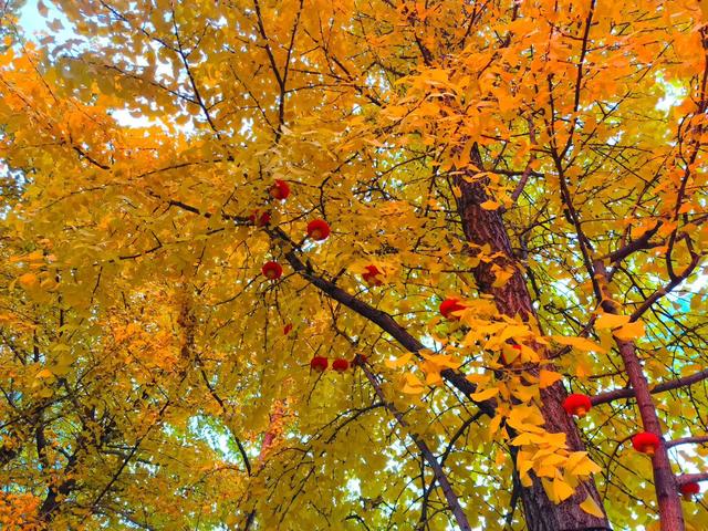 邂逅那一抹醉人的秋色