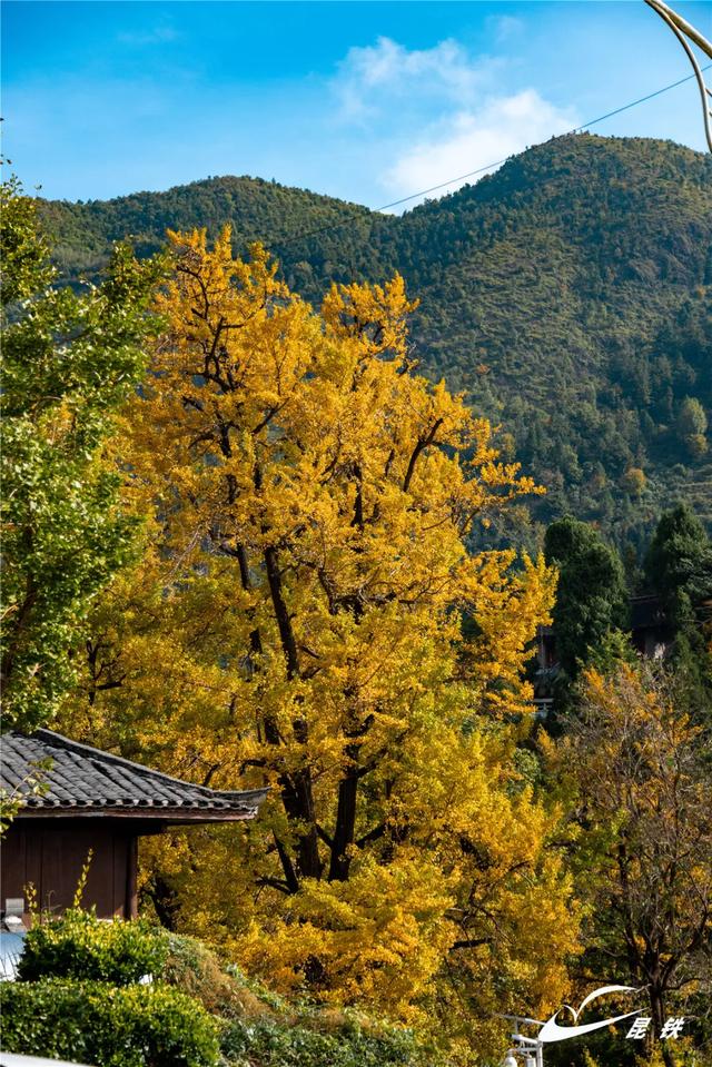 金叶映古驿！妥乐千年诗意，此刻正当赴