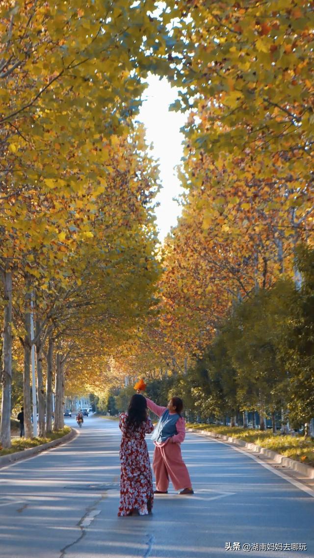 不用去南京，长沙也藏着 “梧桐秘境”！遛娃拍照美到窒息！