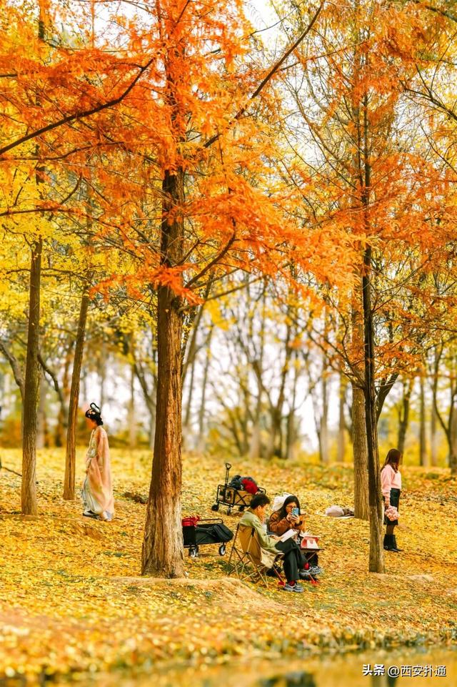 红透了！西安这片水上杉林，已进入最佳观赏期！