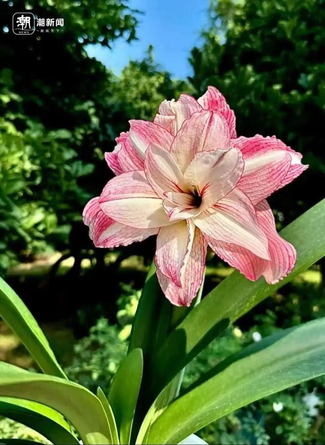 价格雪崩！近300元跌至35元，曾经的网红“卖不动了”