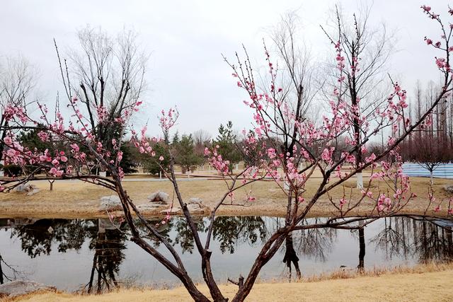 新聊新景丨凤凰苑植物园：梅花盛开春意浓