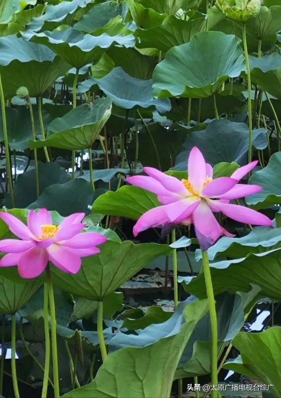 太原盛夏：公园里的花事盛宴