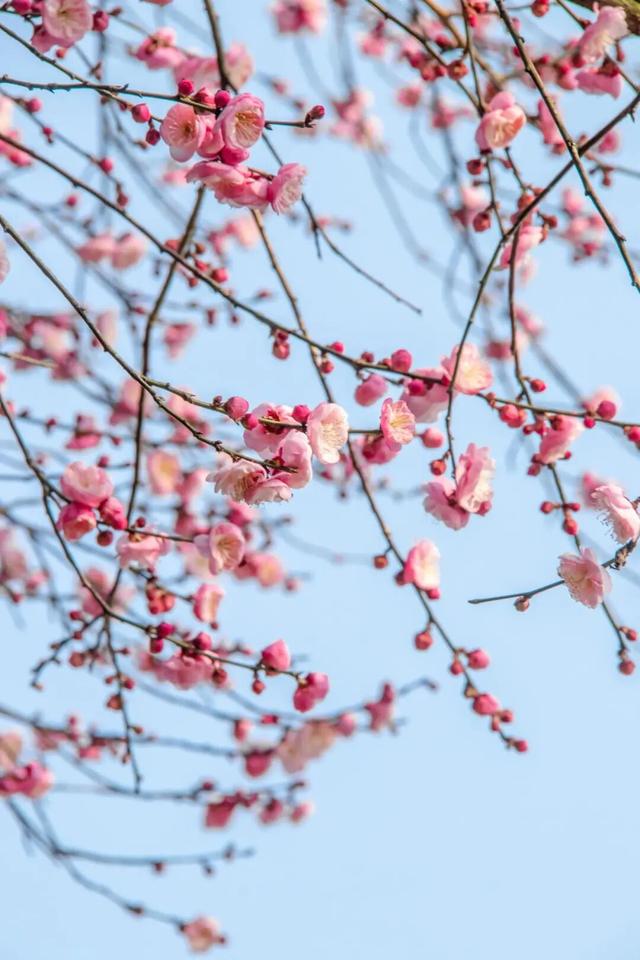 一年一度！重庆园博园红梅开啦→