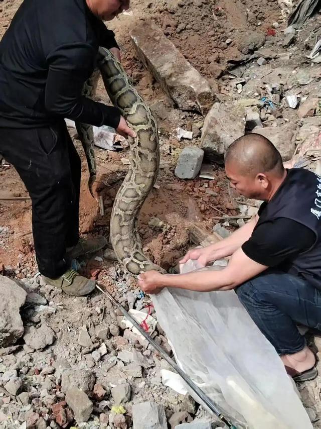 我嘞个乖乖，工地挖出"蛇中巨无霸"，惊现4米巨蟒！