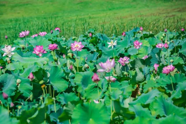 三板溪公园荷花盛开，来两江新区捕捉这份夏日限定美景