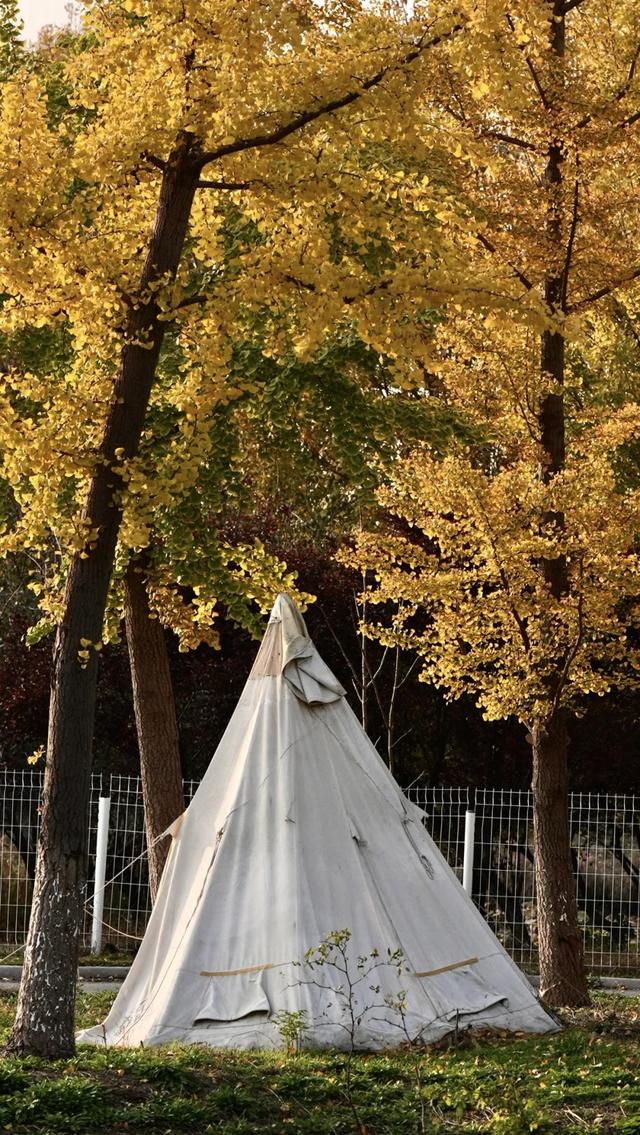 谁说初冬只有萧瑟？来太白湖新区解锁绚烂生机打卡地