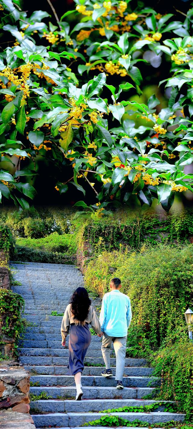 桂香漫马山，彰德的秋日浪漫……