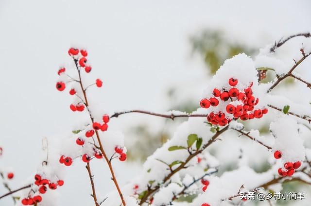 明日九月初九不一般,老人说"大雪有没有,就看九月初九",今冬大雪?