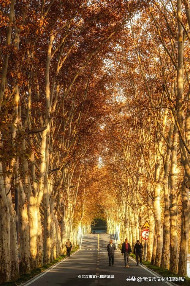 本周，武汉彩叶杀疯了！