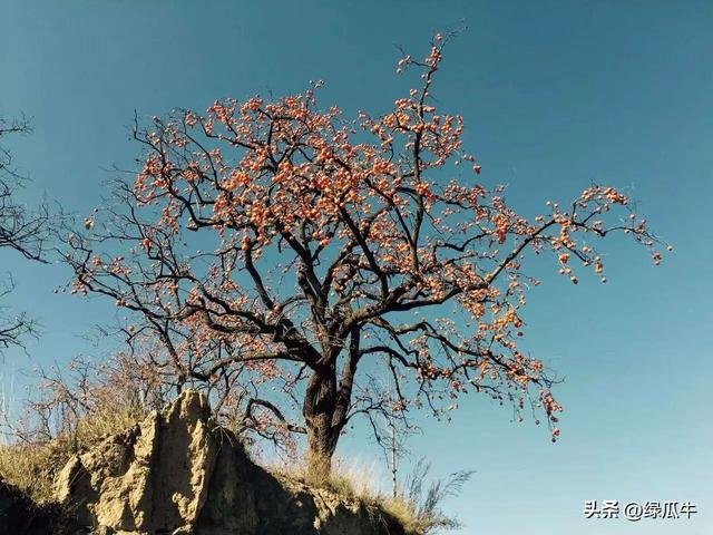 有人说，不就是个彬州烂怂柿子，有啥好拍！