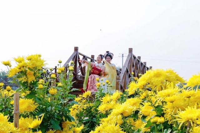 美翻！肥乡藏着一座菊园花海，美丽南赵等你来~