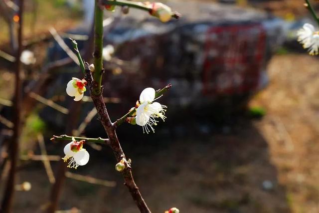 在韶关，带毛孩子去哪“浪”？这份宠物友好地图请收藏，撒欢不踩雷~