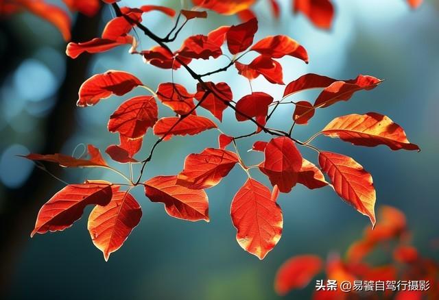 香山红叶摄影进阶：必须掌握这6个实战技巧，张张出大片成顶流