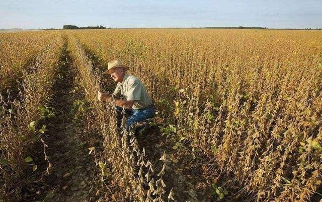 中方刚复购大豆	，美国就变脸，美贸易代表通告全球：继续调查中国