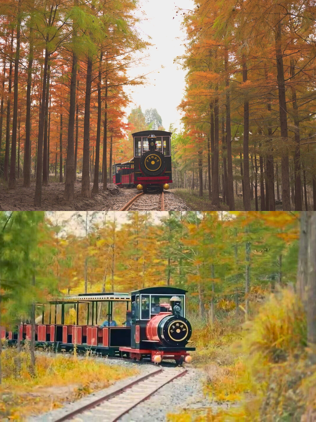 重庆的初冬浪漫，被这里的水杉林卷疯了！