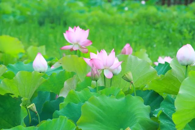 凉风徐徐到习水 | 秋风送雅韵 荷花次第开