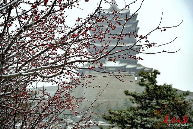 雪落平城!一场“认真的初雪”,给大同裹上冬日白纱~