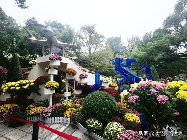 杭州植物园的菊花展——一场关于菊花的饕餮盛宴（二）