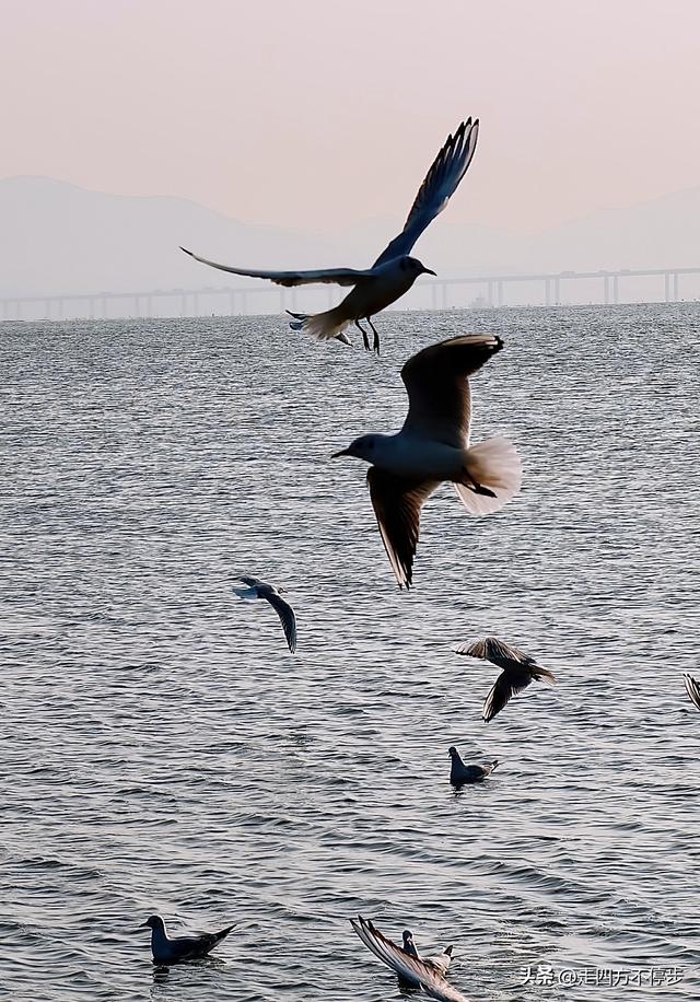 深圳湾观鸟：海舞鸟歌映盛世