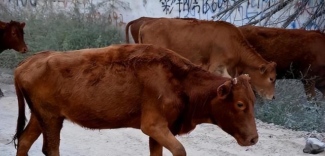 比黄金还贵！1公斤卖165万，之前在农村被当成垃圾	，为何现在暴涨