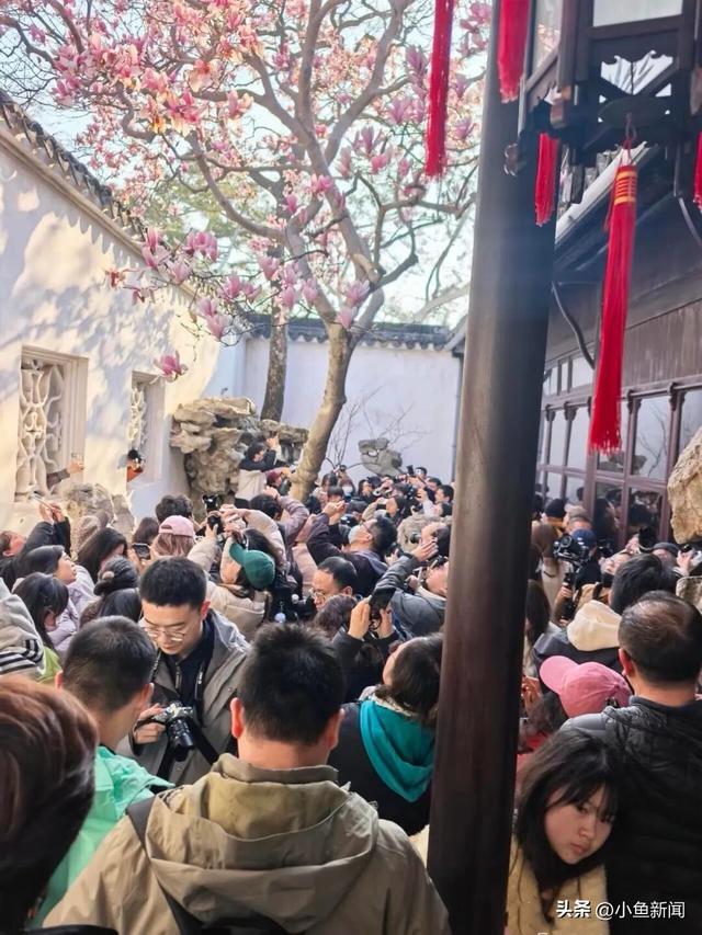 苏州，太美了！已红了一大片...