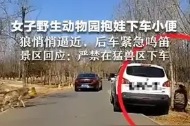 女子野生动物园抱娃下车小便 狼悄悄逼近 后车紧急鸣笛 景区回应:严禁在猛兽区下车图片
