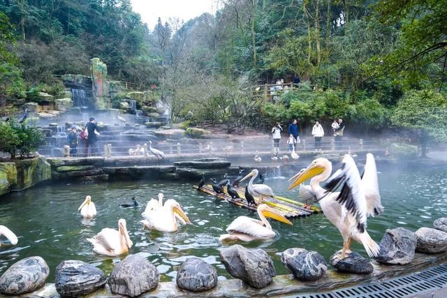 @全国中小学生：这个秋假，免门票畅玩碧峰峡！来与动物交朋友，打卡领熊猫奖牌啦！