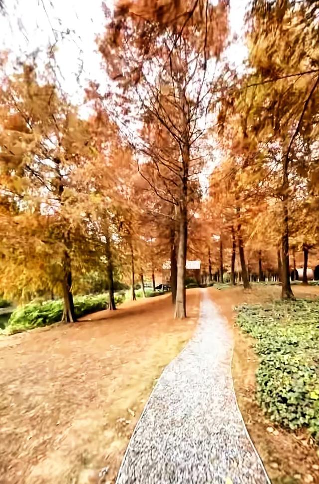 在上海浦东,推荐5个适合秋天拍照的公园