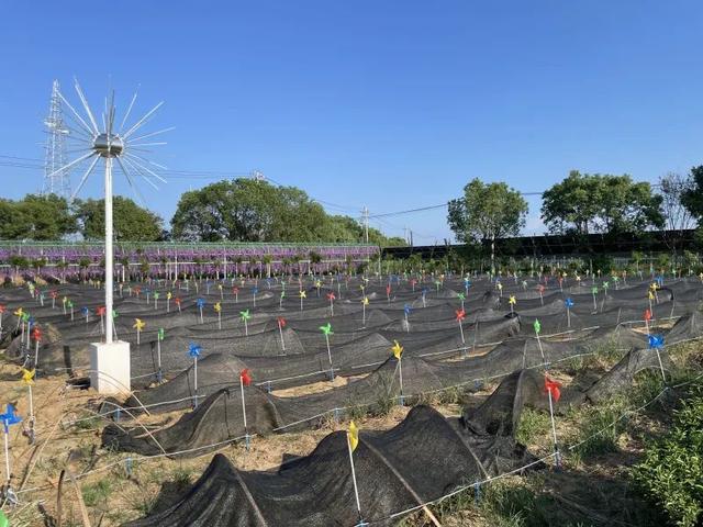 总投资116万，丹阳司徒镇“茶文化园”免费开放