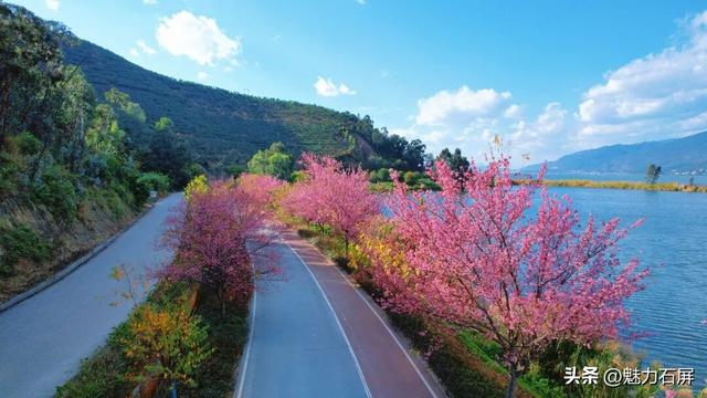 冬日里的粉色浪漫：异龙湖畔冬樱花盛开
