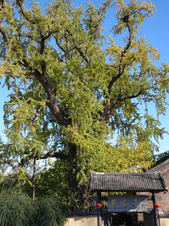 航小天带你看长安 | 来百塔寺村，品味冬日醇香