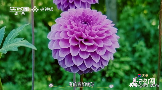 蒙自花开上央视！诚邀晒图，评论区专“宠”鲜花！