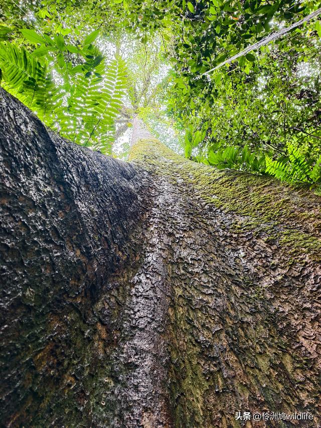 马来西亚(31)砂拉越州⑤姆鲁山canopy树冠高空漫游