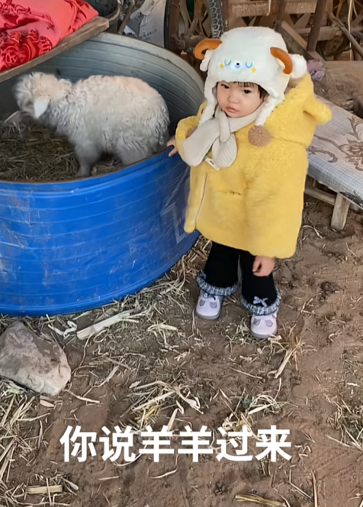 网红羊后续：身价涨三十万，真相揭秘不出所料，小羊可能保不住了
