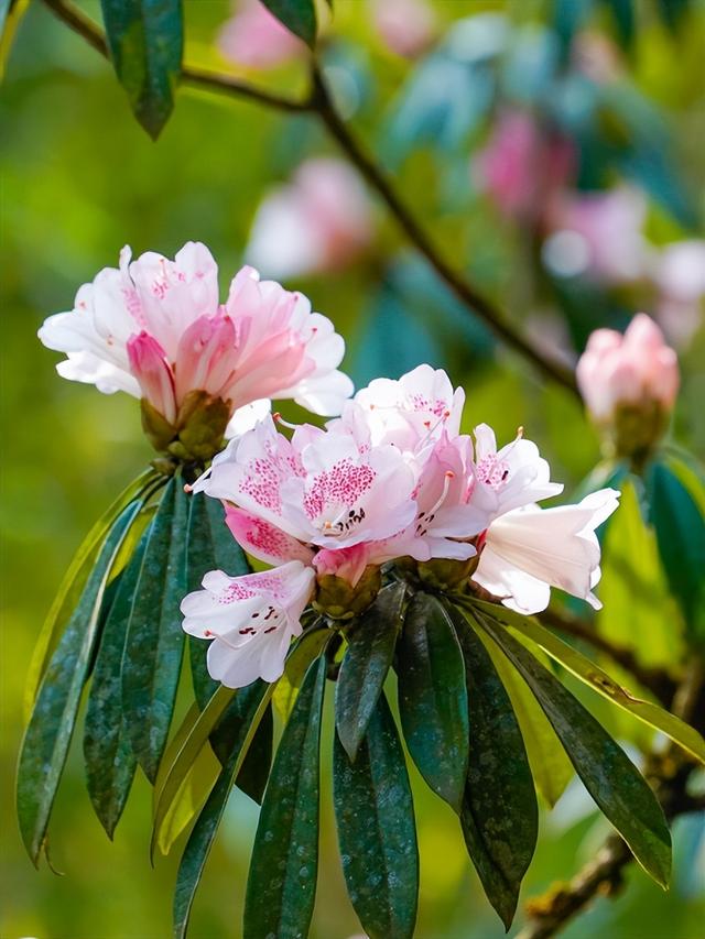 烟火成都丨哇塞！成都的春天也太会开了