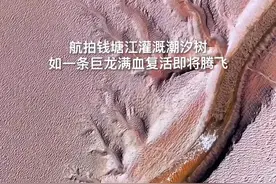 壮观!钱塘江潮汐树宛如巨龙飞天图片