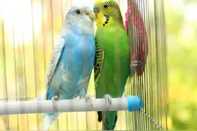 虎皮鹦鹉繁殖全攻略图片