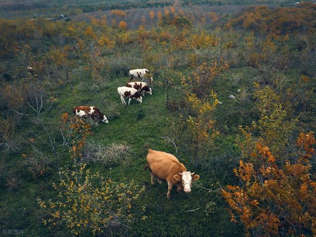 石象路银杏黄了！秋日南京必走的几条经典路线