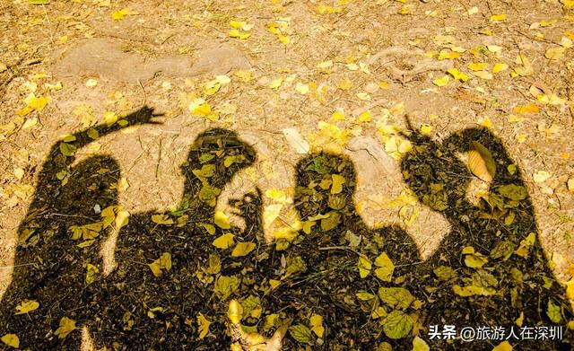 韶关南雄银杏之约，2天1晚赏秋游玩全攻略，体验独特的秋日故事